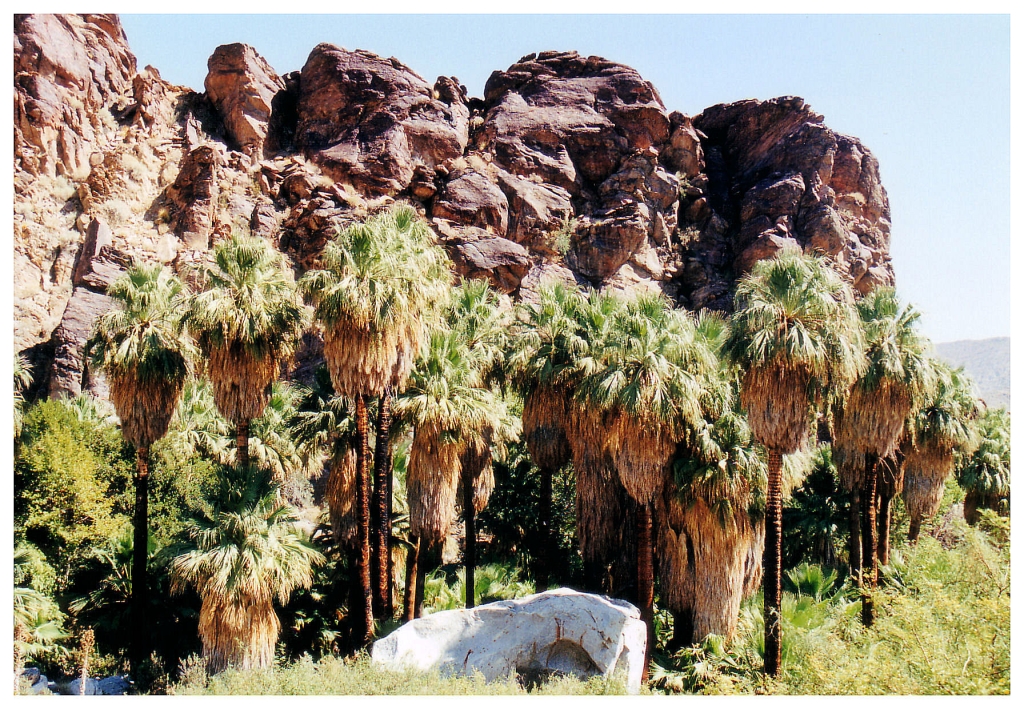 12 - Palm Spring (6).jpg